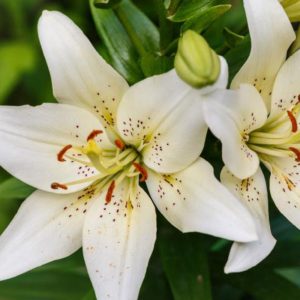 Bamboo and White Lily Fragrance Oil