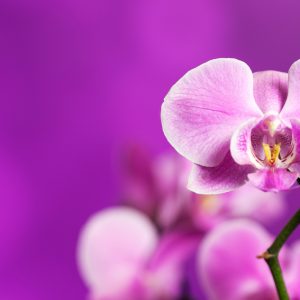 Black Orchid Style (Purple Orchid) Fragrance Oil
