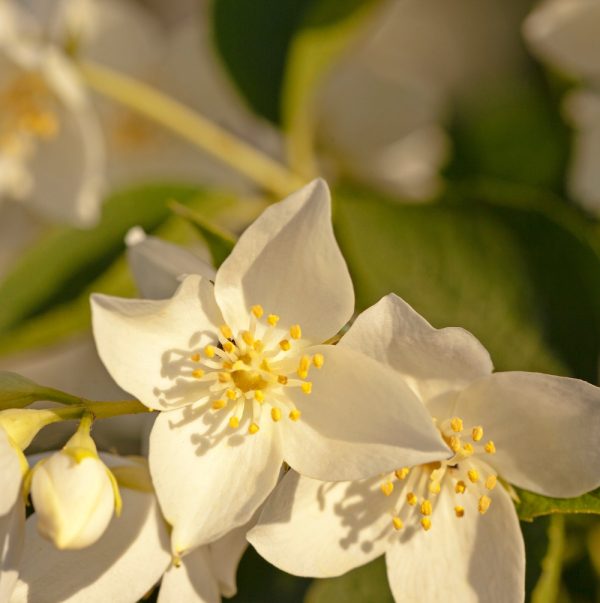 Bright Lemon Neroli Fragrance Oil