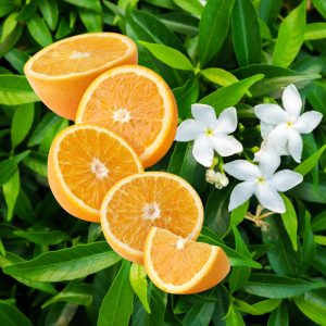Orange Blossom Candle Fragrance Oil